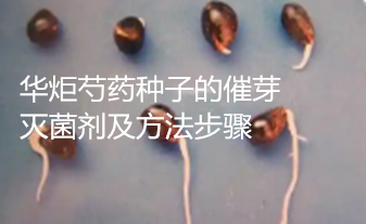 一种芍药种子的催芽灭菌剂及方法步骤