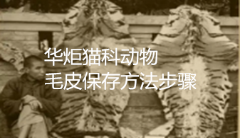 一种猫科动物毛皮长期保存方法步骤